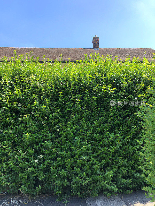 这是英国地方政府住宅需要修剪的高大常青的普通女贞树篱灌木的图像/在阳光明媚的夏天在花园前的照片，拉丁名女贞树篱，园艺快速生长的灌木